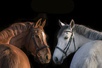 warmbloods