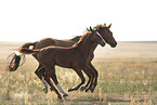 warmbloods