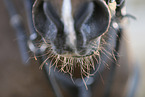 warmblood