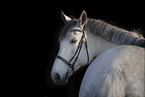 warmblood