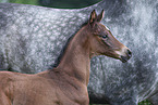 warmbloods