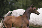 warmbloods