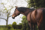 warmblood mare