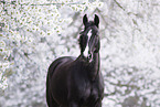 warmblood mare