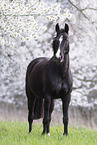 warmblood mare