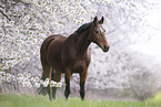 warmblood mare