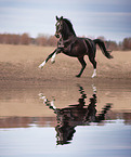 warmblood mare