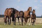 warmbloods