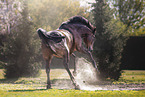 warmblood gelding