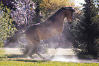 warmblood gelding