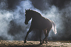 warmblood gelding