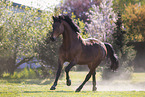 warmblood gelding