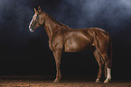 warmblood gelding