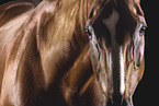 warmblood gelding
