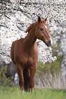 warmblood gelding