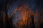 warmblood