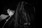 warmblood