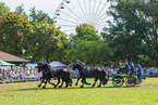 warmbloods before carriage