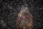 warmblood portrait