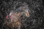 warmblood portrait