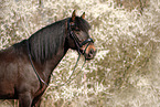 warmblood portrait