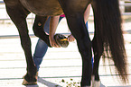 picking hoof