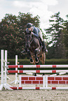 warmblood gelding