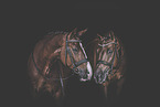 warmblood geldings