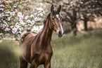 warmblood mare