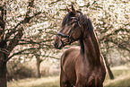warmblood portrait