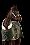 warmblood
