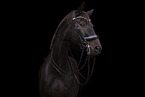 warmblood gelding