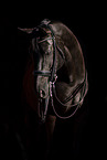 warmblood mare