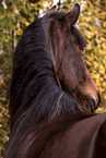 warmblood mare