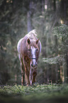 Warmblut