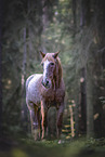 Warmblut