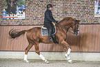Warmblood with rider