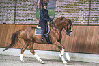Warmblood with rider