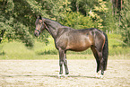 warmblood in summer