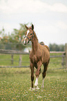 warmblood foal