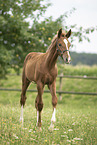 warmblood foal