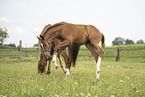 warmbloods