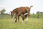 warmbloods