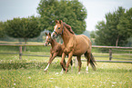 warmbloods