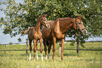 warmbloods
