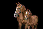 warmbloods