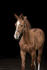warmblood foal