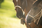 warmblood