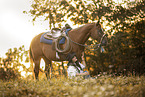 Warmblood