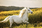 warmblood